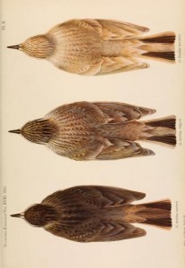 sci-illus-novitates-zoologicae-1911 Орнитологическая иллюстрация, 1911 год