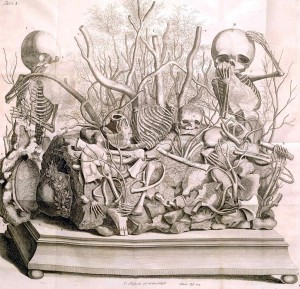 Frederik Ruysch's Anatomical drawings