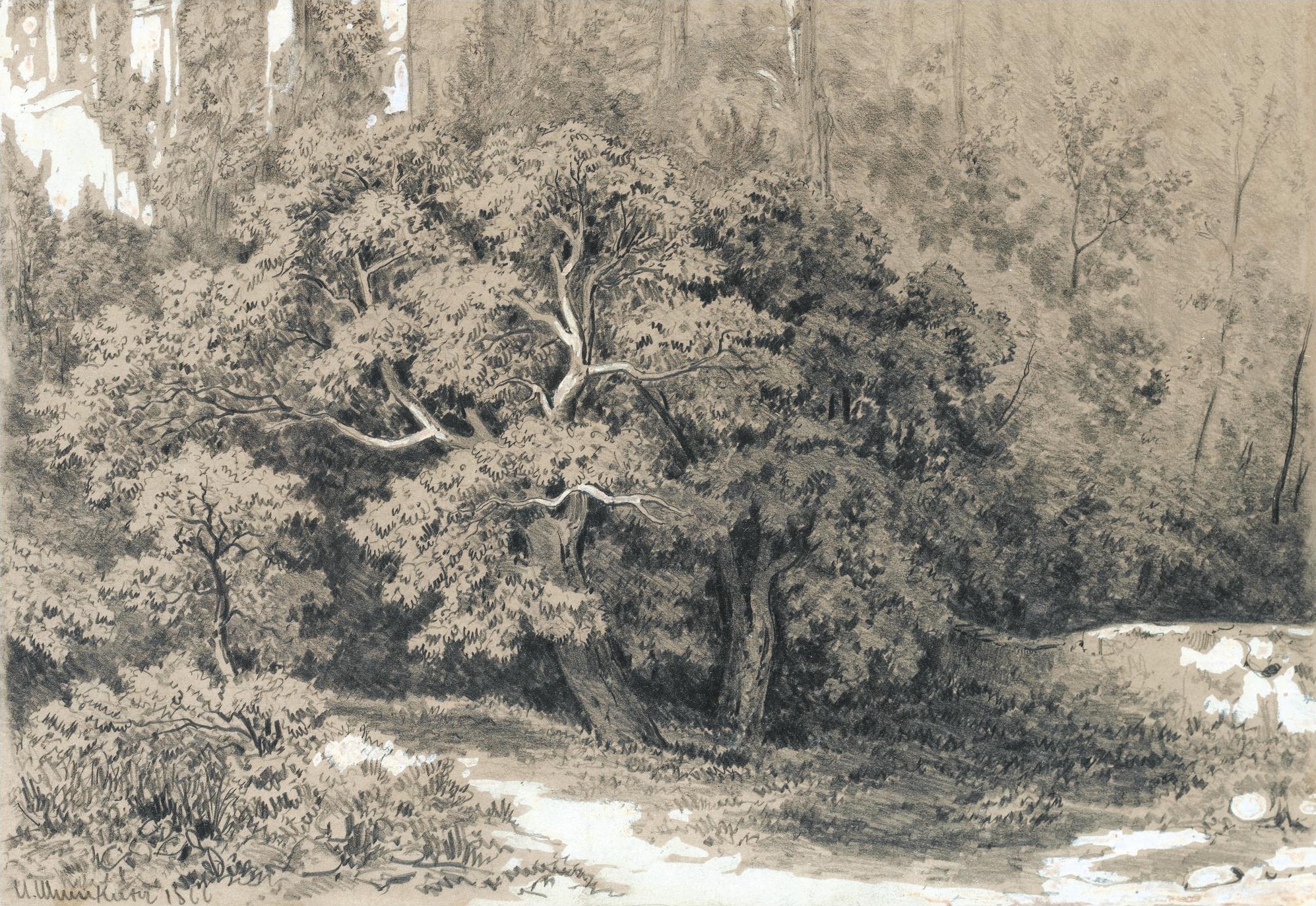 Шишкин в лесу упавшее дерево
